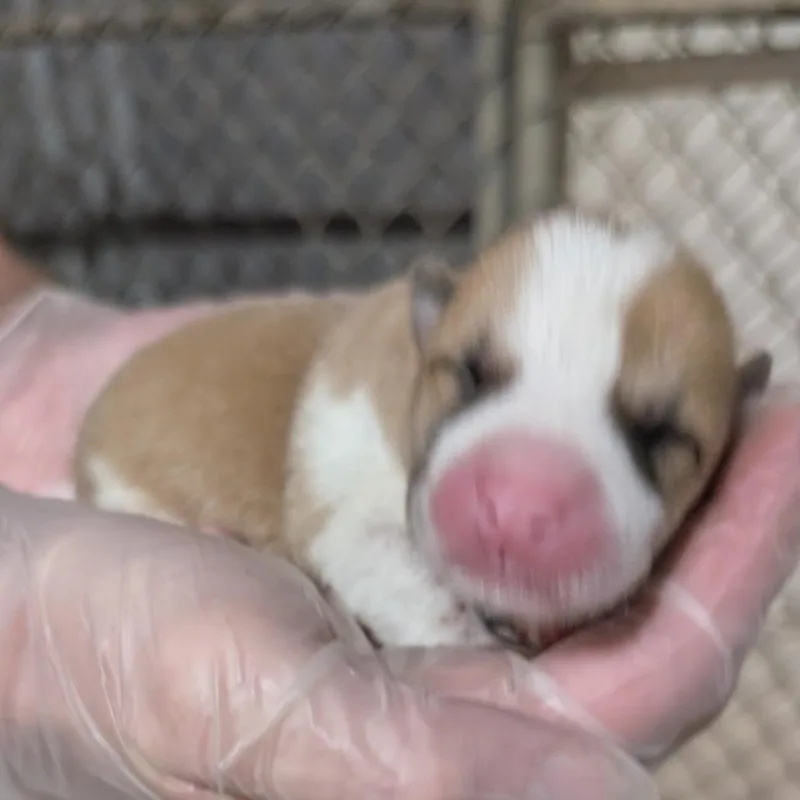 Blondie P thumbnail 2