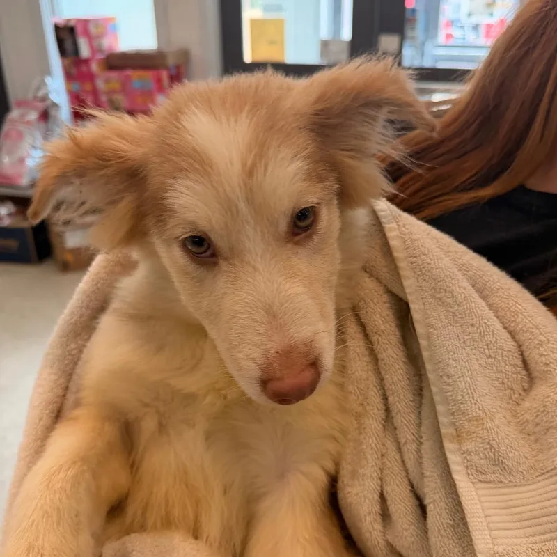 A young small-sized male Brown / Chocolate Husky dog named Dustin for adoption in Indianapolis, IN