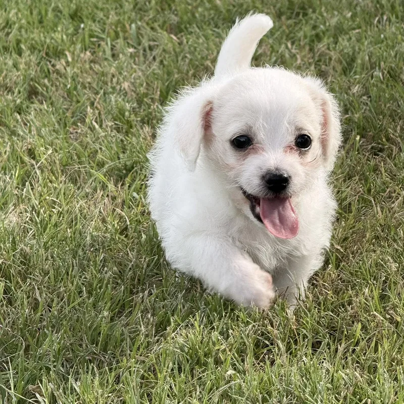 A baby small-sized female White / Cream Chihuahua dog named Belmont for adoption in Fort Worth, TX