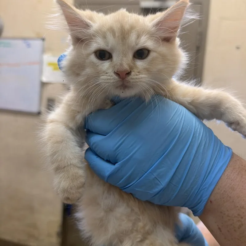 A baby small-sized female Buff / Tan / Fawn Domestic Short Hair cat named Taji for adoption in East Hanover, NJ