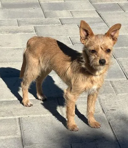 Stella And Bella Norwich thumbnail 2