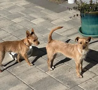 Stella And Bella Norwich thumbnail 5