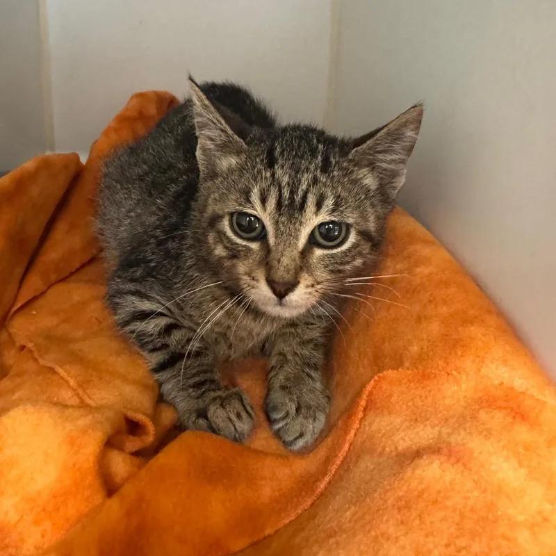 A baby small-sized male Brown / Chocolate Domestic Short Hair cat named WoodsEar for adoption in Long Beach, CA