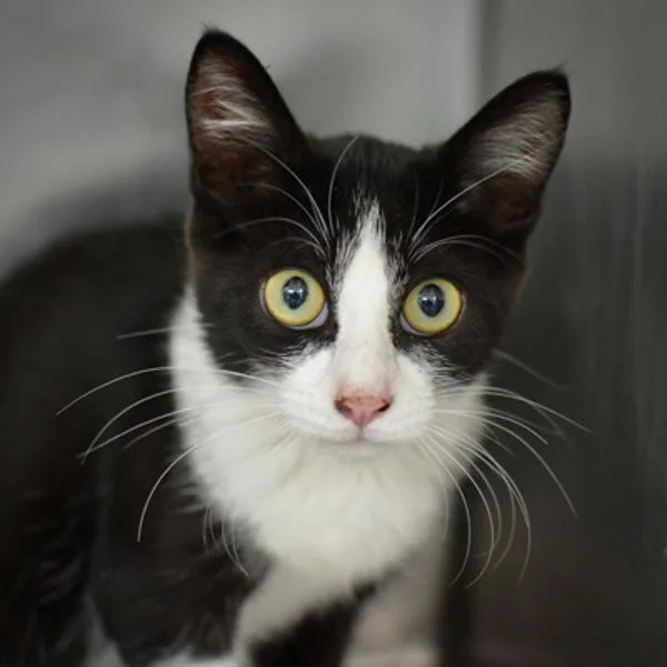 A baby small-sized female Domestic Short Hair cat named Meg for adoption in Sherwood, OR