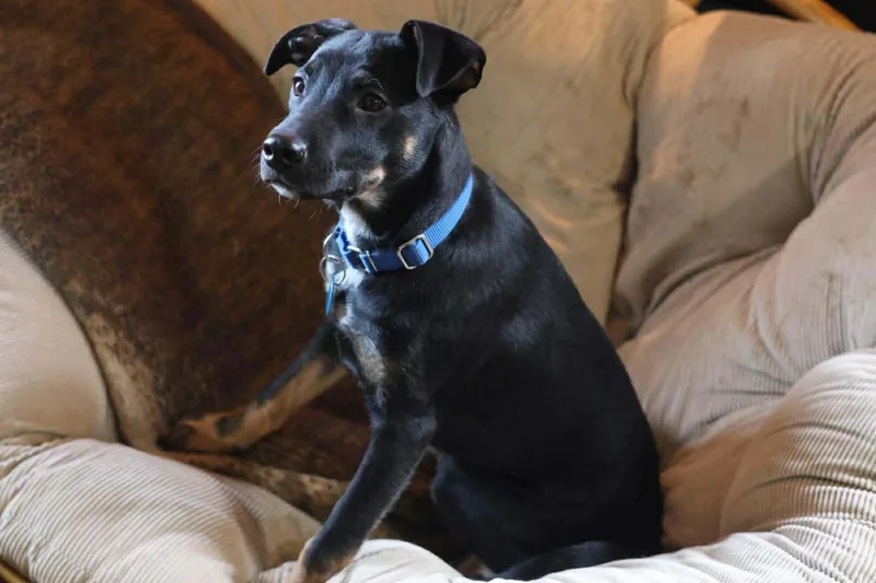 Chandler thumbnail 2