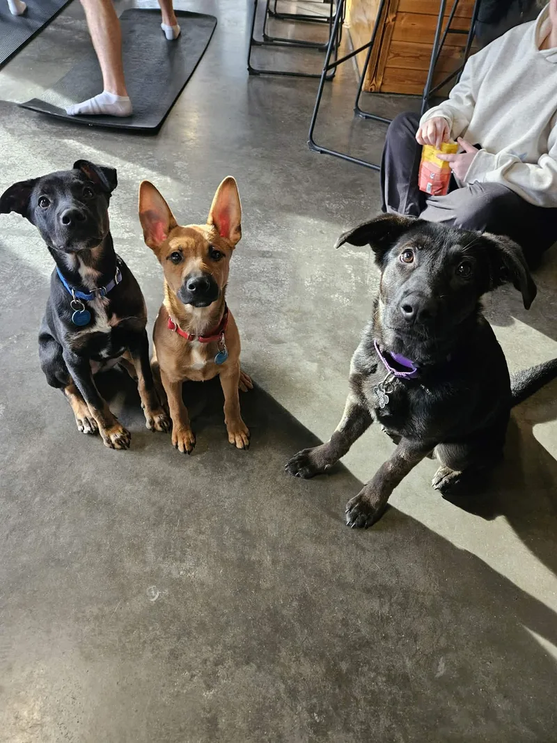 Chandler thumbnail 3