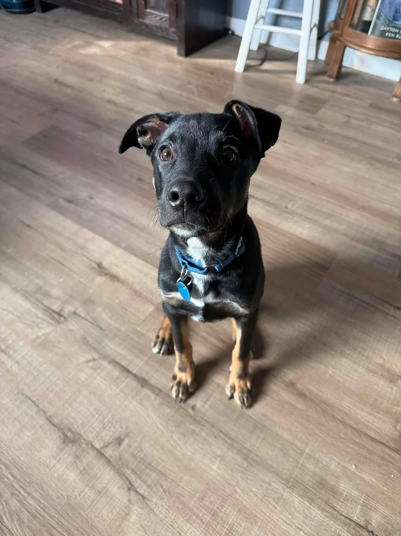 Chandler thumbnail 4