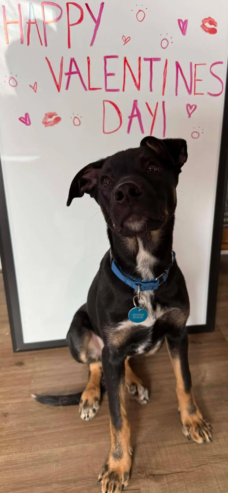 Chandler thumbnail 6