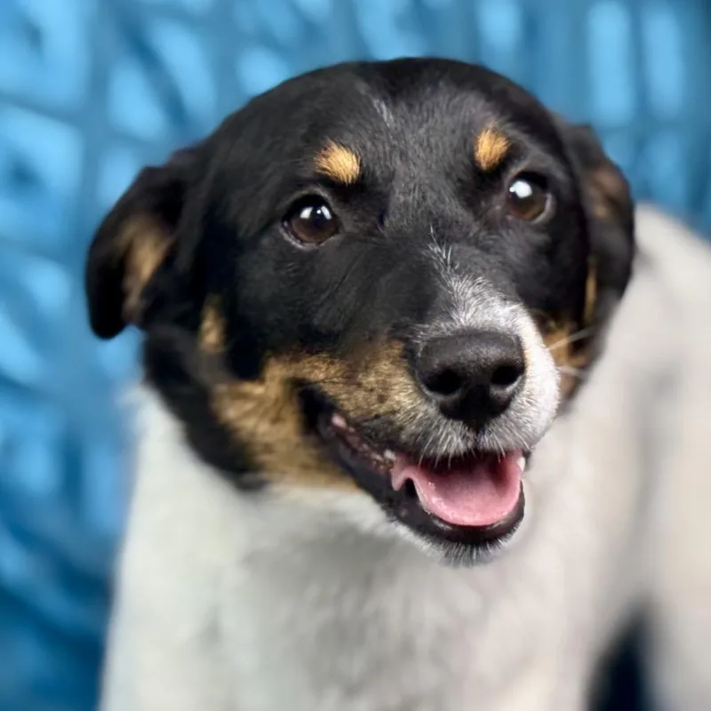 A young small-sized male Terrier dog named Norman: The Sweet for adoption in Hondo, TX