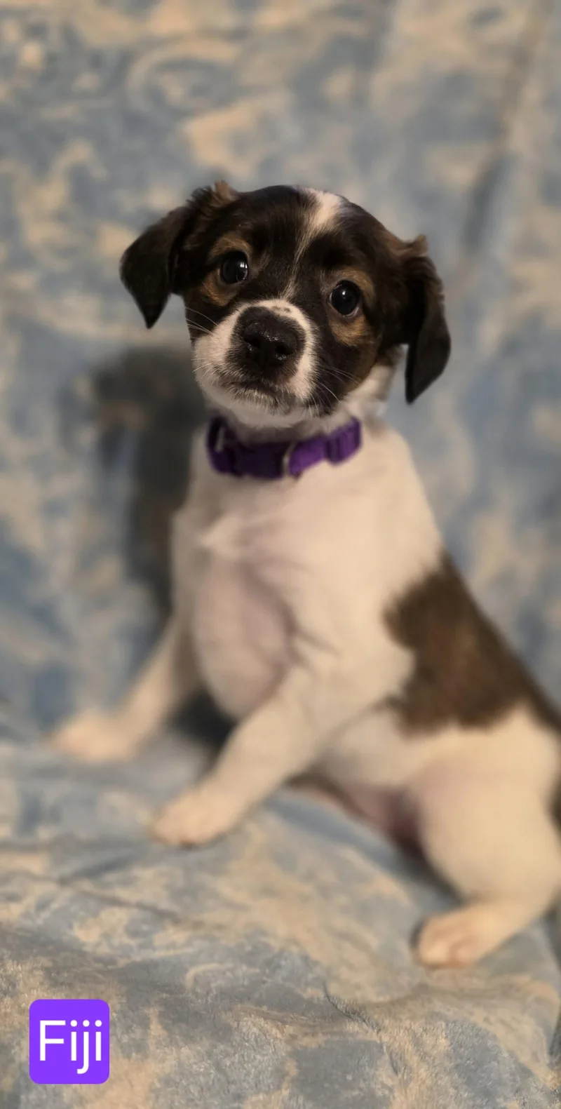 A baby small-sized female Rat Terrier dog named Fiji for adoption in Elgin, IL