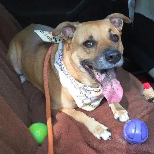 A senior medium-sized female Yellow / Tan / Blond / Fawn Shepherd dog named Shelby for adoption in Rockaway, NJ