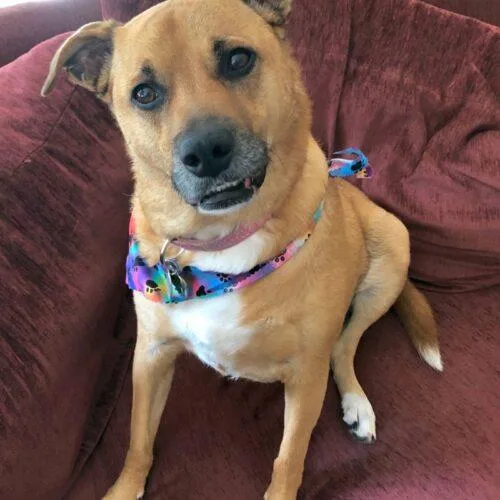 Shelby thumbnail 4