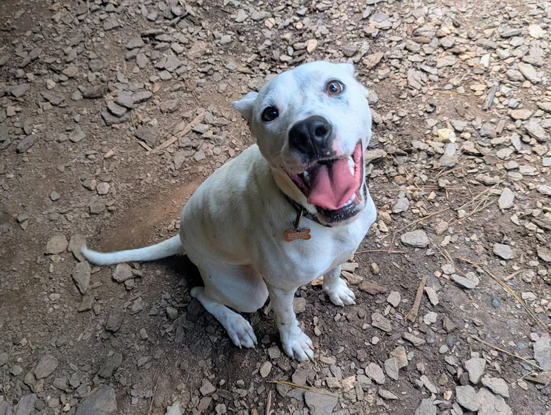 A young medium-sized male Mixed Breed dog named Snowball for adoption in Mc Cormick, SC