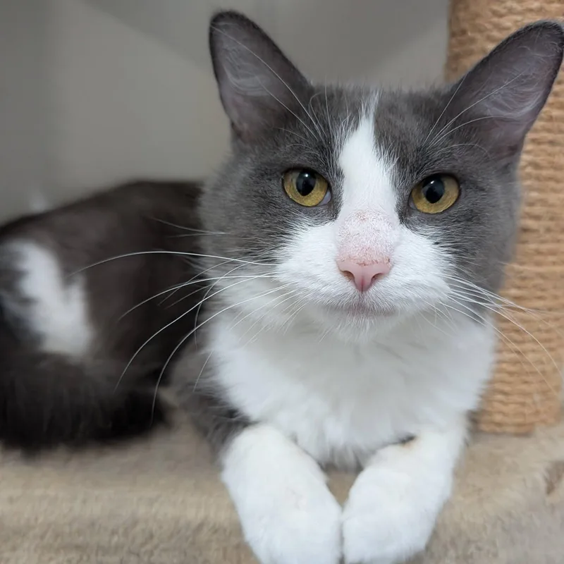 An adult medium-sized female Domestic Medium Hair cat named Maple for adoption in Manistique, MI