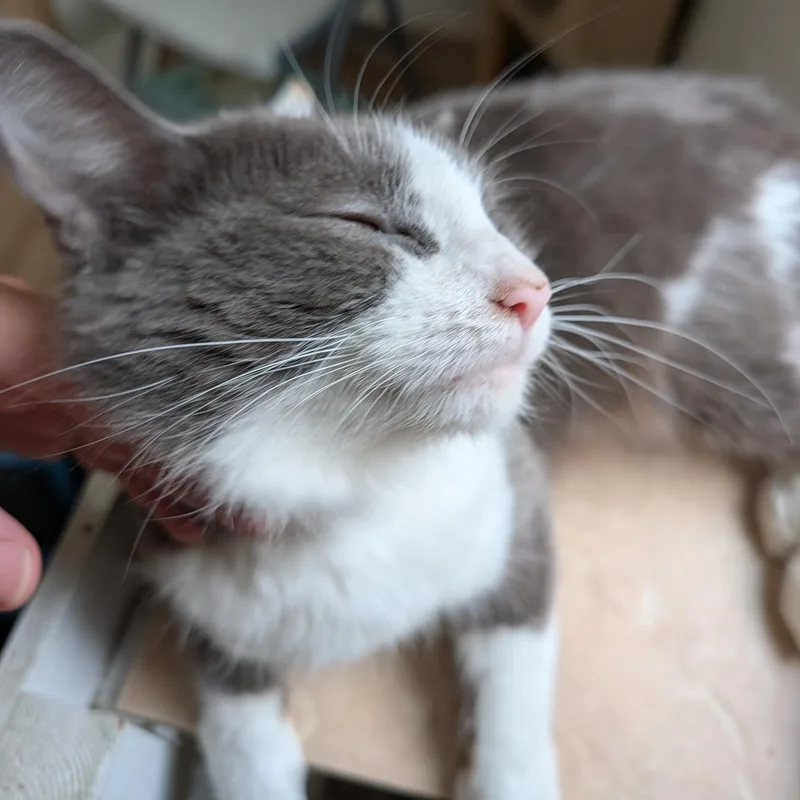Maple thumbnail 4