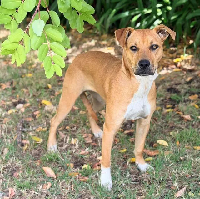 A young small-sized female Pit Bull Terrier dog named Mila for adoption in Fairfield, CA