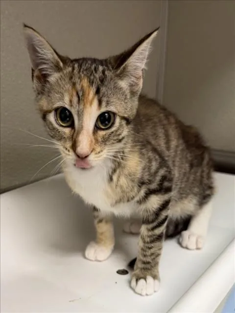A baby small-sized female Domestic Short Hair cat named Goldie for adoption in Tracy, CA