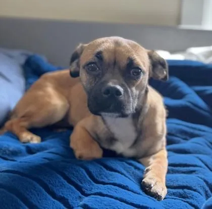A young small-sized female Pug dog named Honey for adoption in Seattle, WA