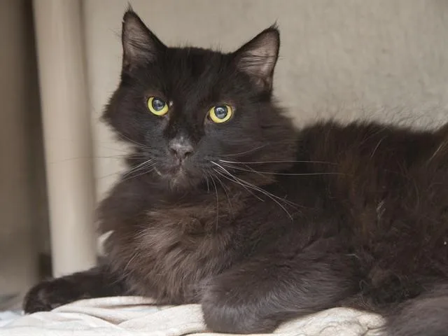 A young medium-sized female Domestic Short Hair cat named Sheba for adoption in Phoenix, AZ