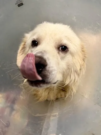 An adult extra large-sized male Great Pyrenees dog named Snow for adoption in New Orleans, LA