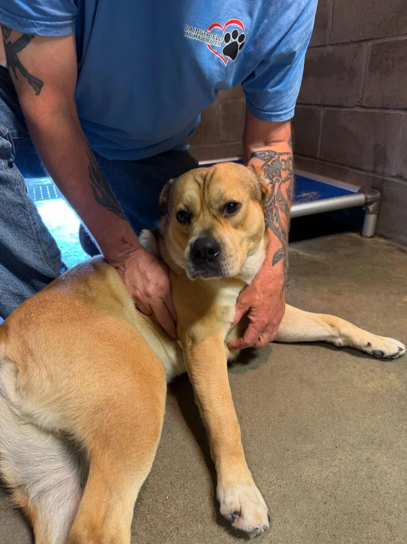 An adult large-sized male Retriever dog named Watson for adoption in Newport, NH