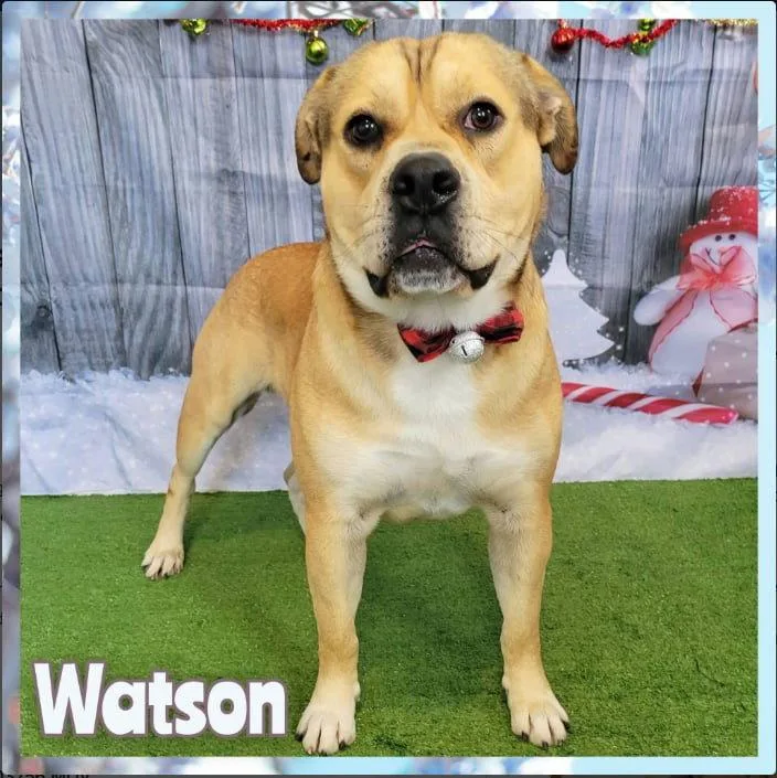 Watson thumbnail 2