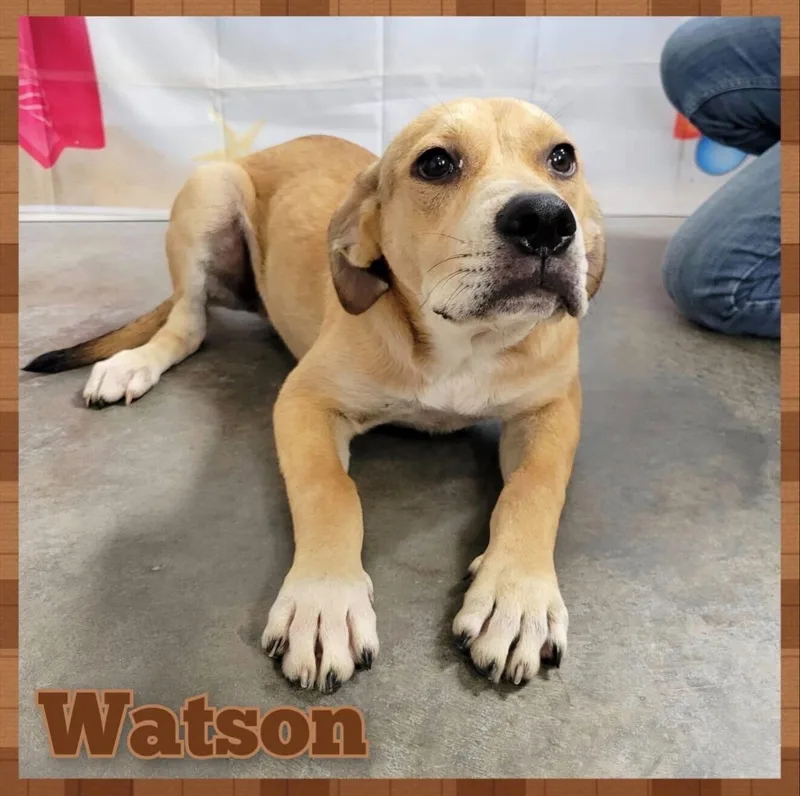 Watson thumbnail 3