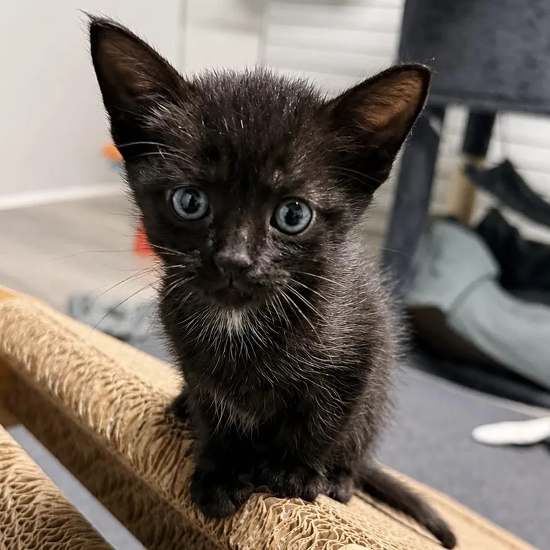 A baby small-sized female Black Domestic Short Hair cat named Eevee for adoption in Chapel Hill, NC
