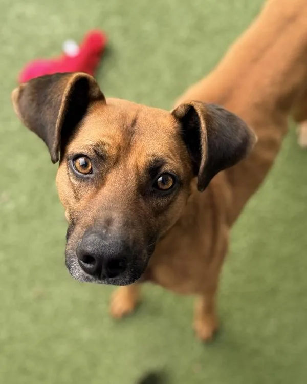 An adult medium-sized male Hound dog named Jafar for adoption in Canton, GA