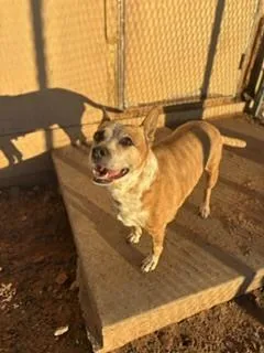A senior medium-sized female Pit Bull Terrier dog named Tetra for adoption in Page, AZ