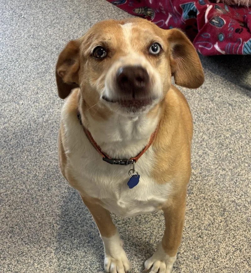 An adult large-sized male Border Collie dog named Rosco for adoption in Bartlesville, OK