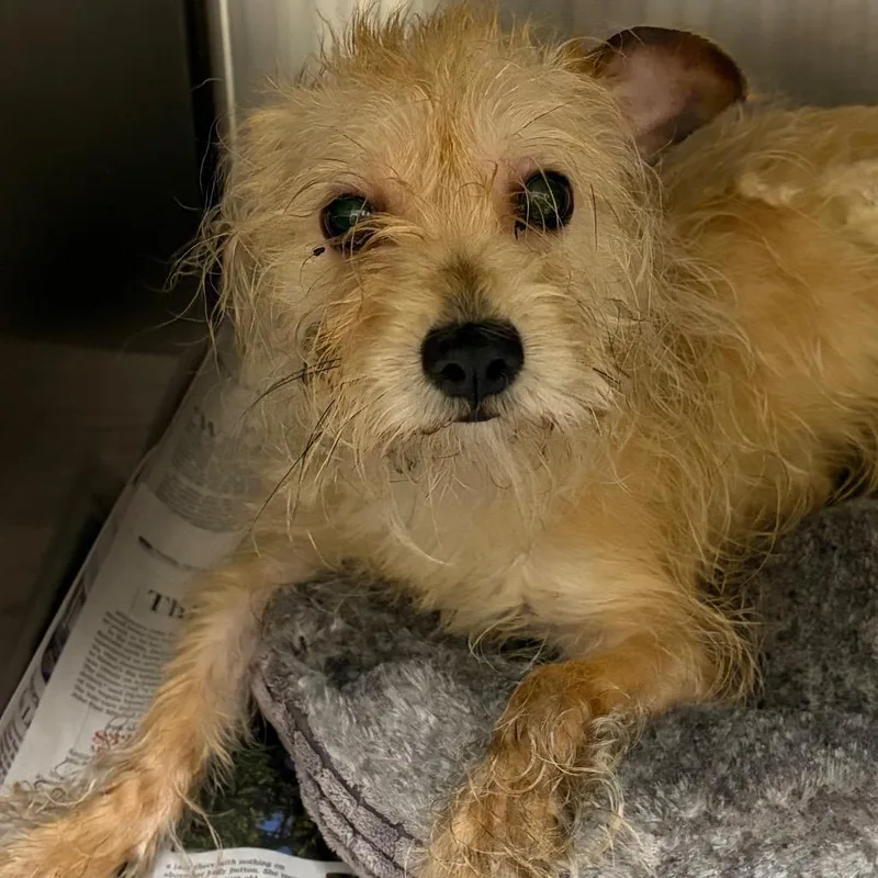 A young medium-sized male Yellow / Tan / Blond / Fawn Terrier dog named Charles Hamilton for adoption in Galveston, TX