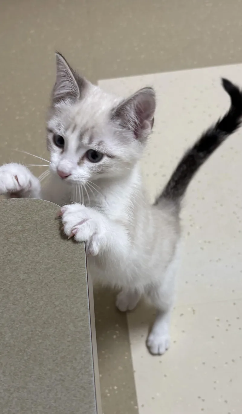 A young medium-sized male Buff & White Siamese cat named Yeti for adoption in Wyandotte, MI