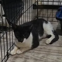 A young medium-sized female Black Domestic Short Hair cat named Kit Kat for adoption in Baytown, TX