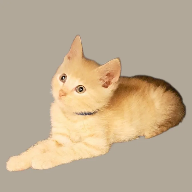 A baby small-sized male Buff / Tan / Fawn Domestic Short Hair cat named Carter for adoption in Green Forest, AR