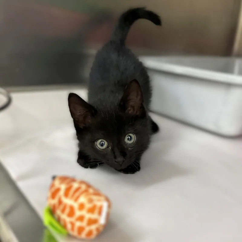 A baby medium-sized male Black Domestic Short Hair cat named Culver for adoption in Columbia, MD