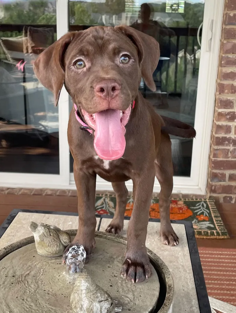 A baby medium-sized female Brown / Chocolate Boxer dog named Tappi for adoption in Albany, NY