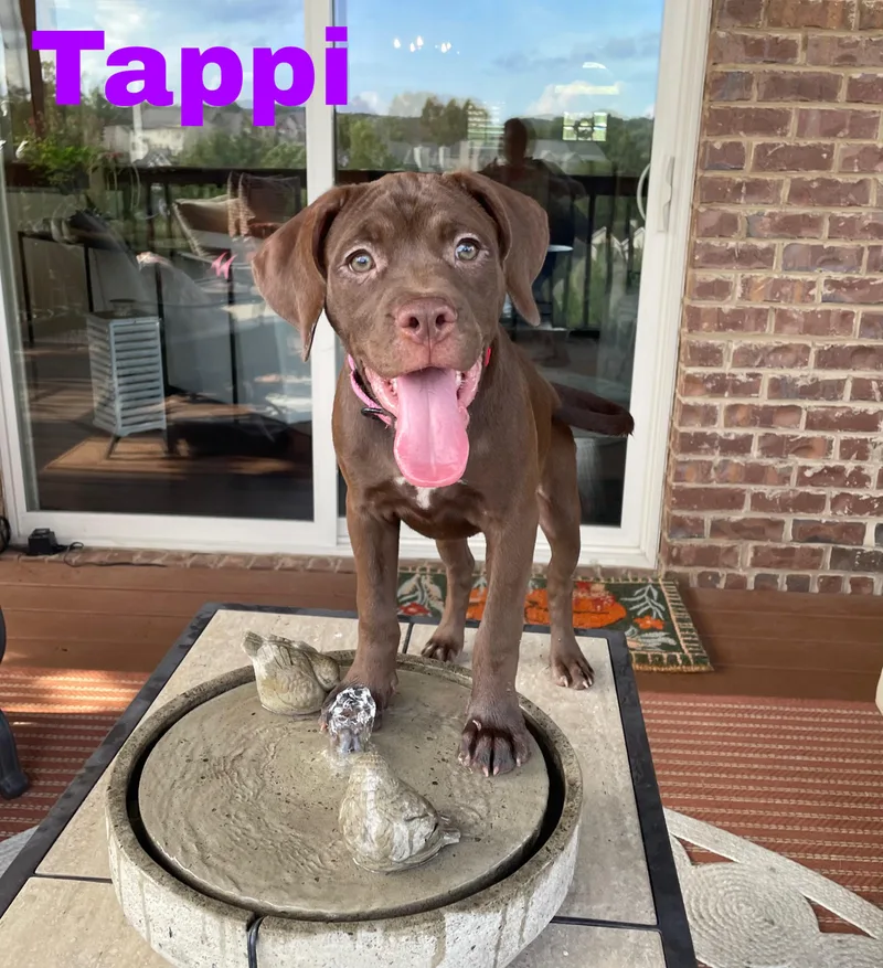 Tappi thumbnail 3