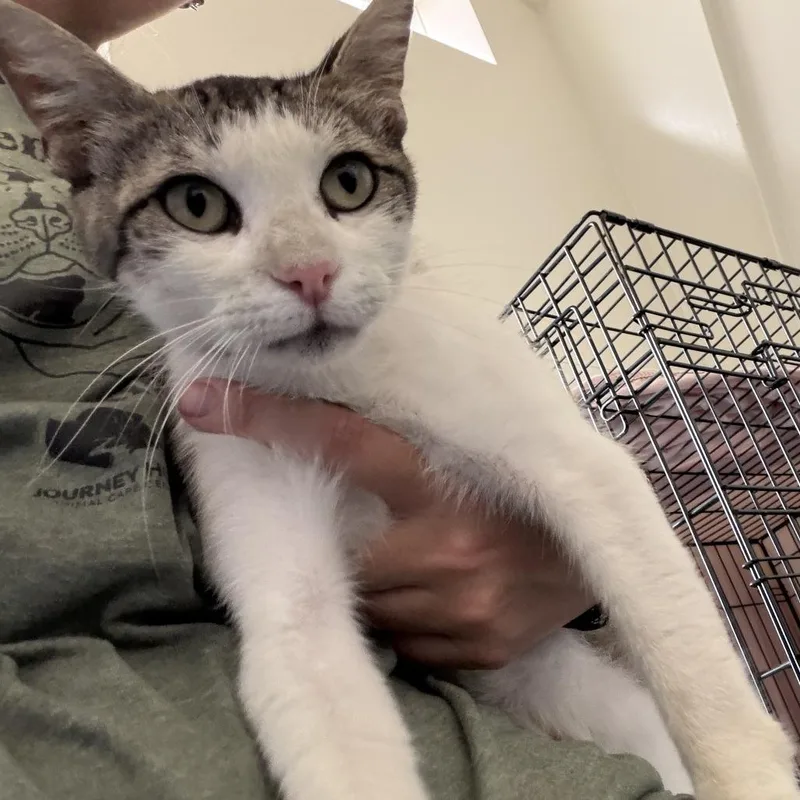 An adult medium-sized female Brown / Chocolate Domestic Short Hair cat named Urokodaki for adoption in Rifle, CO