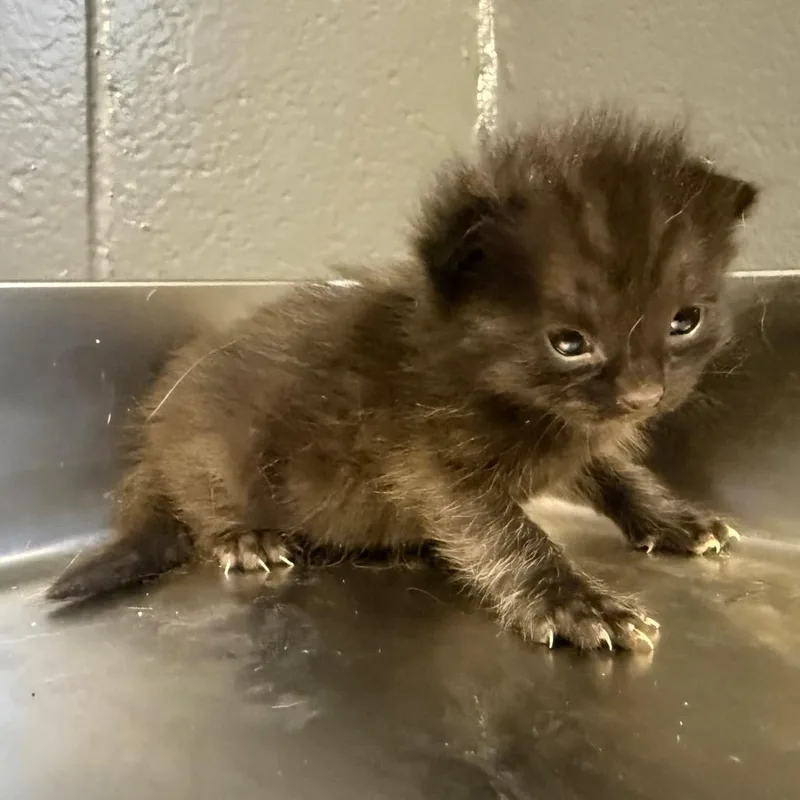 Evan
