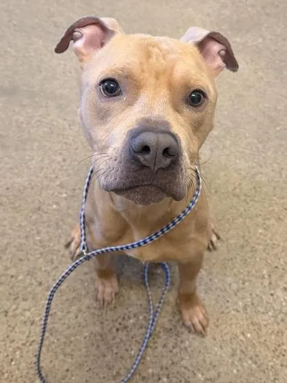 A young medium-sized male Yellow / Tan / Blond / Fawn Pit Bull Terrier dog named Kevin for adoption in Cleveland, OH