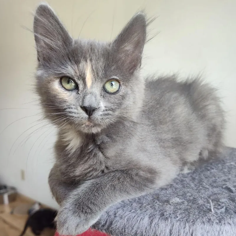 A baby small-sized female Tortoiseshell Domestic Medium Hair cat named Chickpea for adoption in Bountiful, UT