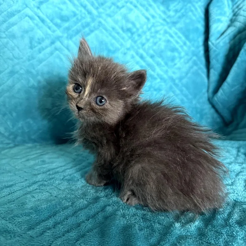 Chickpea thumbnail 3