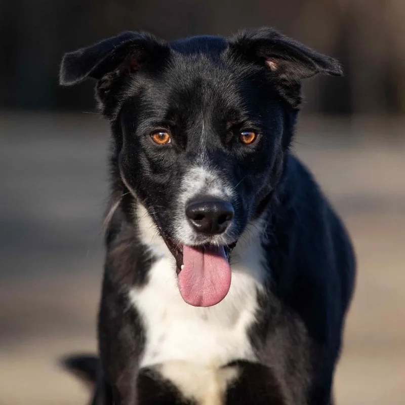 An adult medium-sized male Black Mixed Breed dog named Sycamore for adoption in Henderson, KY