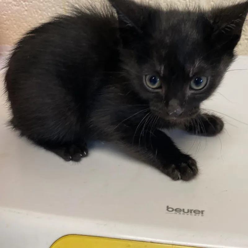 A baby small-sized male Black Domestic Short Hair cat named Odin for adoption in Memphis, TN
