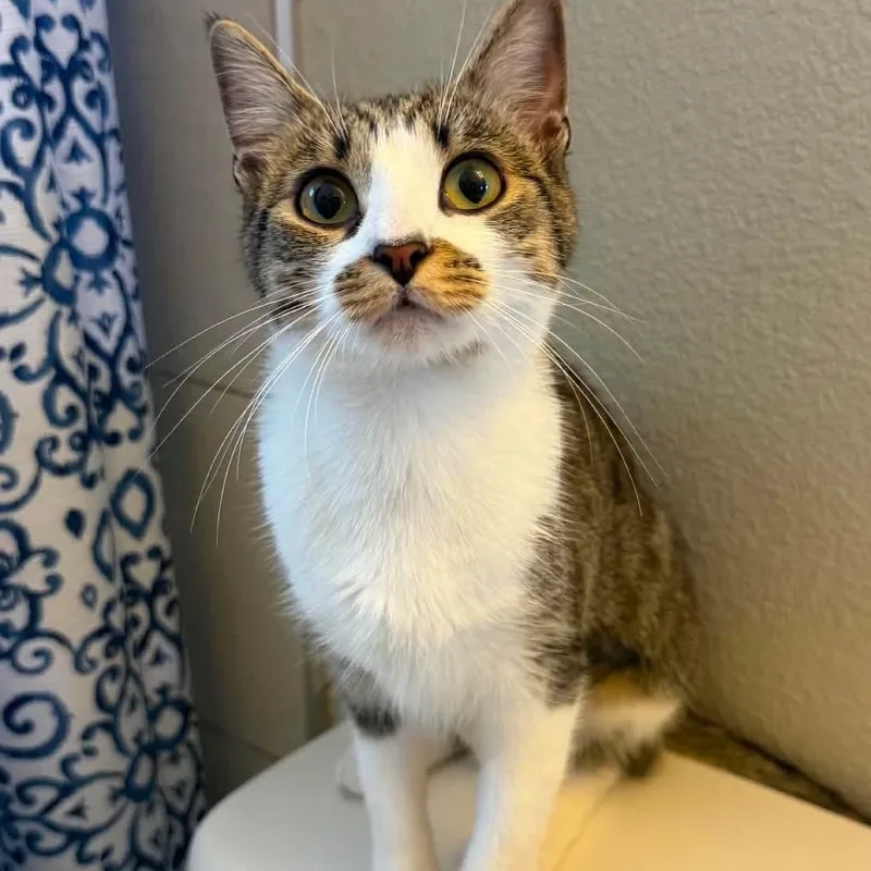 A young medium-sized female Tabby (Buff / Tan / Fawn) Domestic Short Hair cat named Astrid for adoption in San Diego, CA