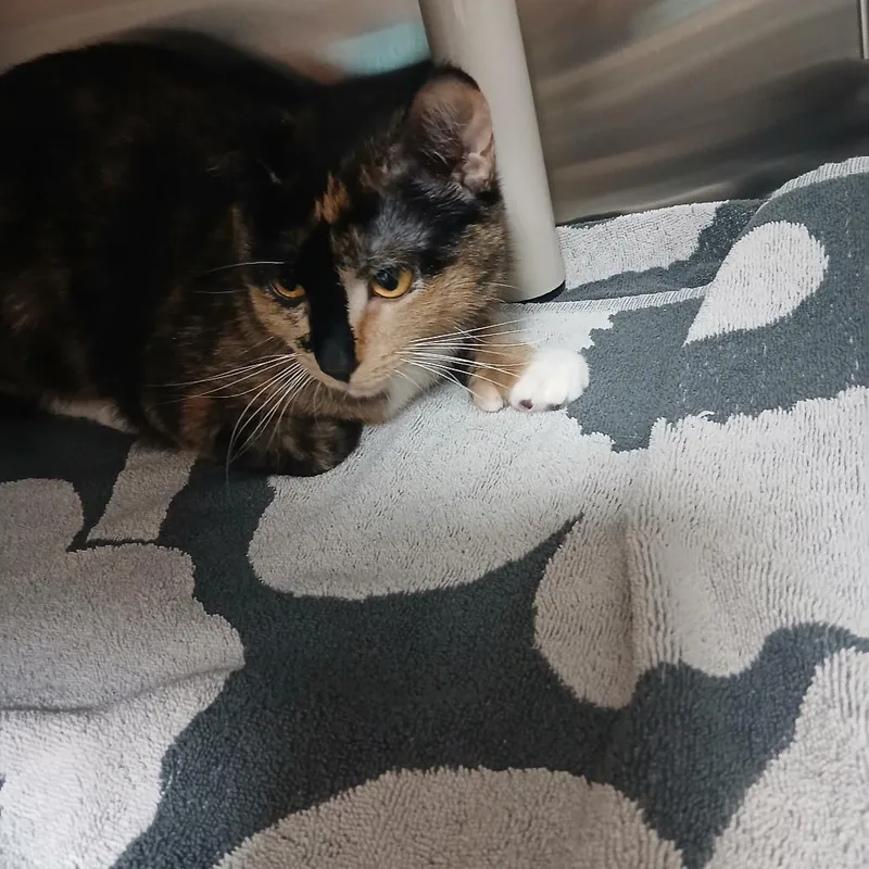 A young small-sized female Calico Domestic Short Hair cat named Fidget for adoption in Philadelphia, PA