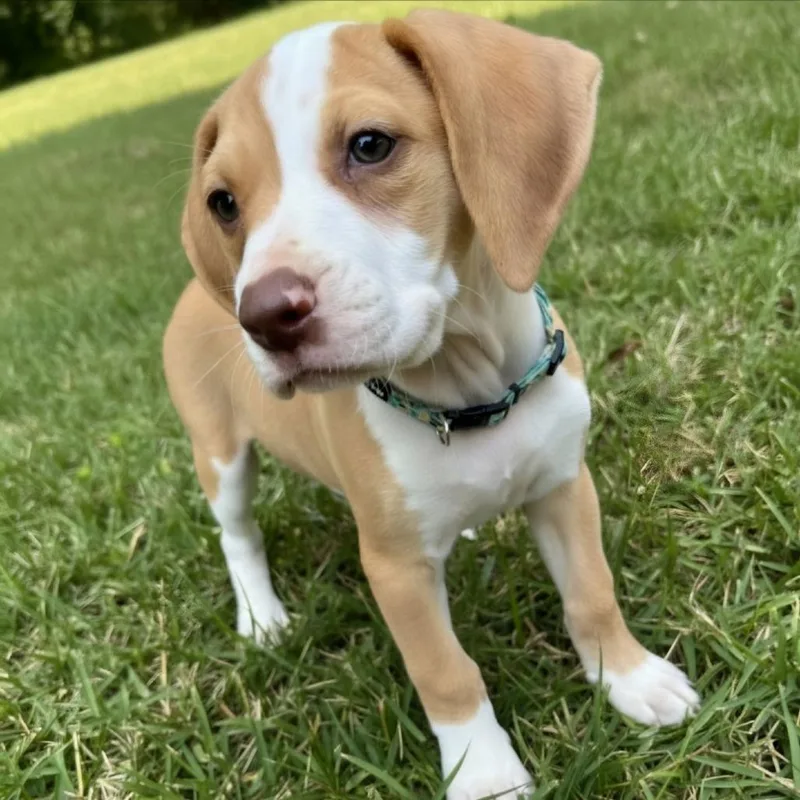 A baby medium-sized male Yellow / Tan / Blond / Fawn Mixed Breed dog named Tui for adoption in Huntsville, AL
