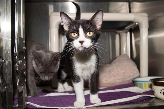 A baby small-sized female Domestic Short Hair cat named Metra for adoption in Santa Monica, CA