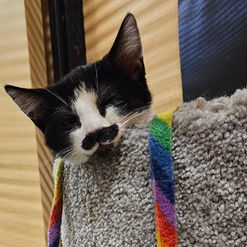 A baby small-sized female Black Domestic Short Hair cat named Pringles for adoption in Las Vegas, NV
